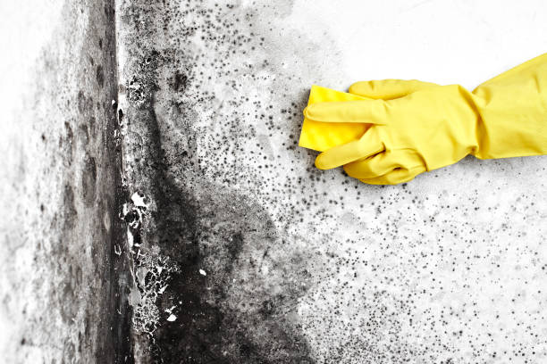 Best Crawl Space Mold Remediation  in Smackover, AR