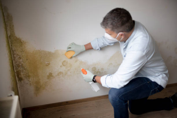 Best Commercial Mold Inspection  in Smackover, AR
