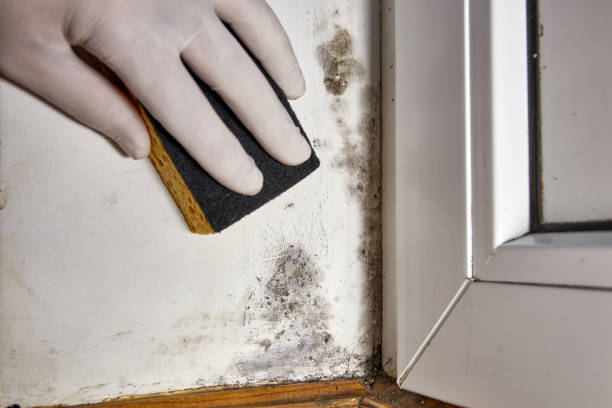 Best Asbestos and Lead Testing During Mold Inspection  in Smackover, AR